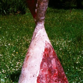 Figuroid